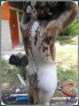 /album/kepgaleria-restauralas/restauralas-meg-sok-munka-lesz-vele-1-jpg/